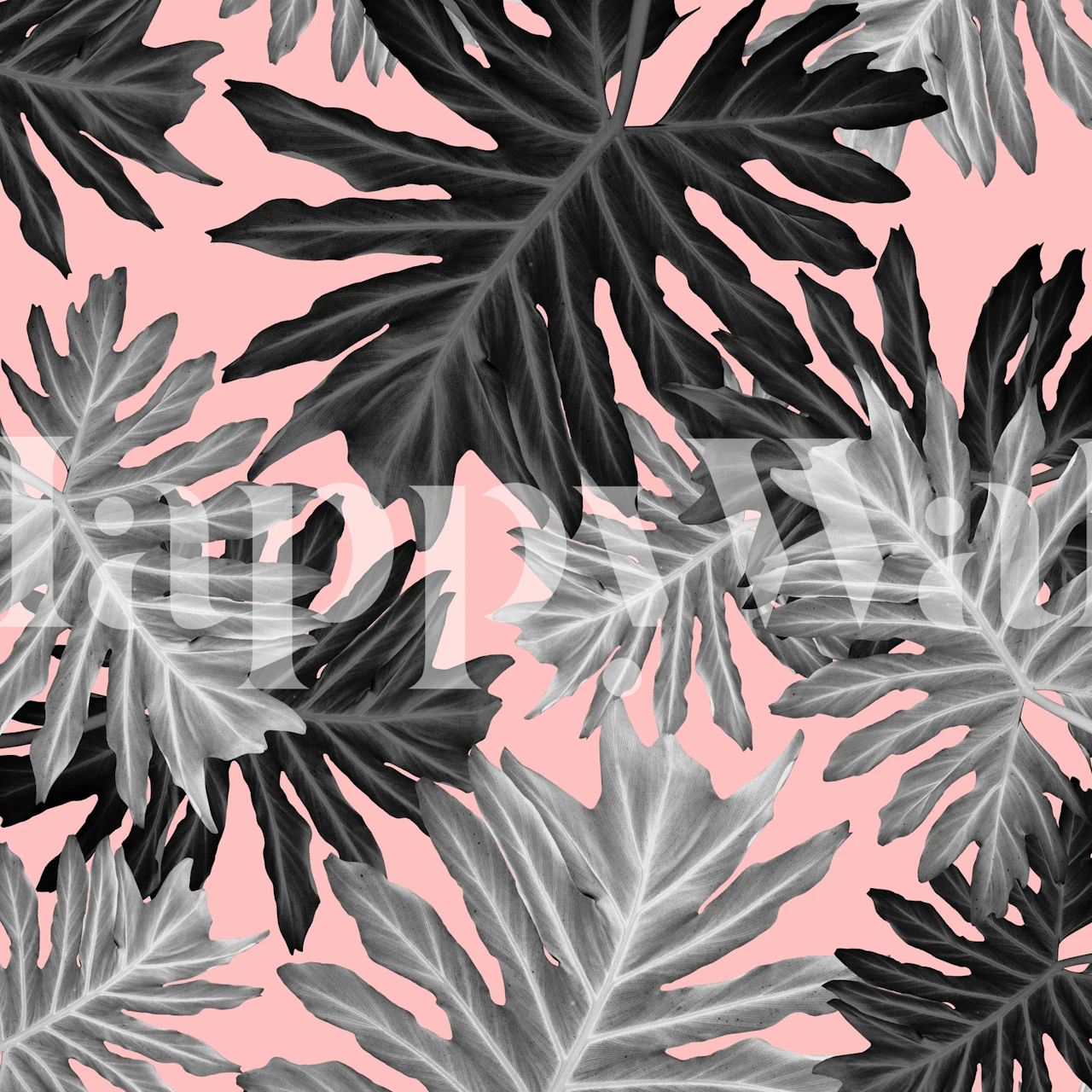 Tropical leaf pattern in black and white on pink wallpaper