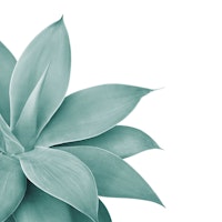 Agave Finesse 1 ταπετσαρία