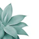 Agave Finesse 1