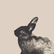 Little Rabbit Light Beige 1