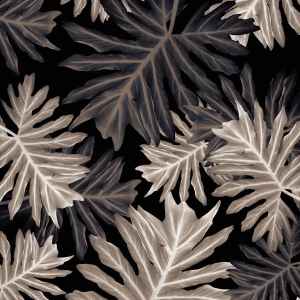 Philo Hope Tropical Jungle 4