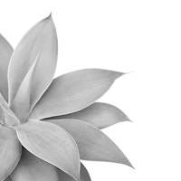 Agave Finesse 6 ταπετσαρία