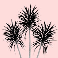 Palm Trees Cali Summer 3 wallpaper