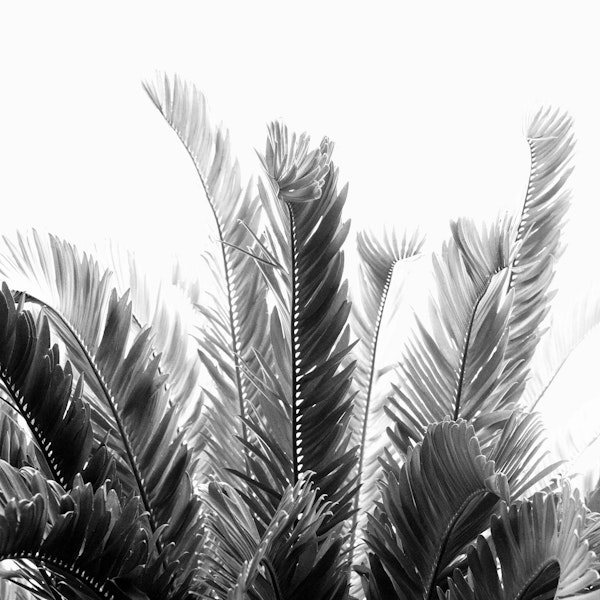 Tropical Leaves Dream 3