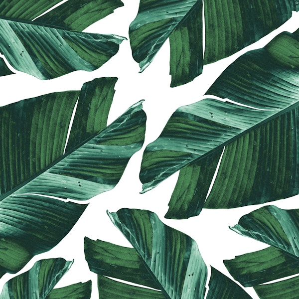 Tropical Banana Leaves Vibes 4