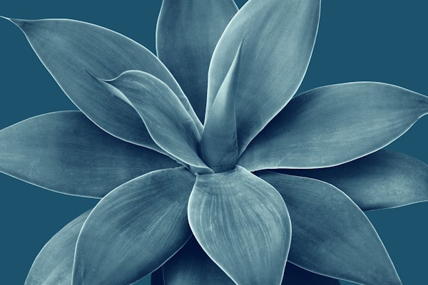 Blue Agave Romance 1