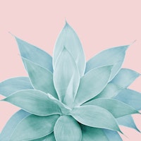 Blush Agave 2 carta da parati