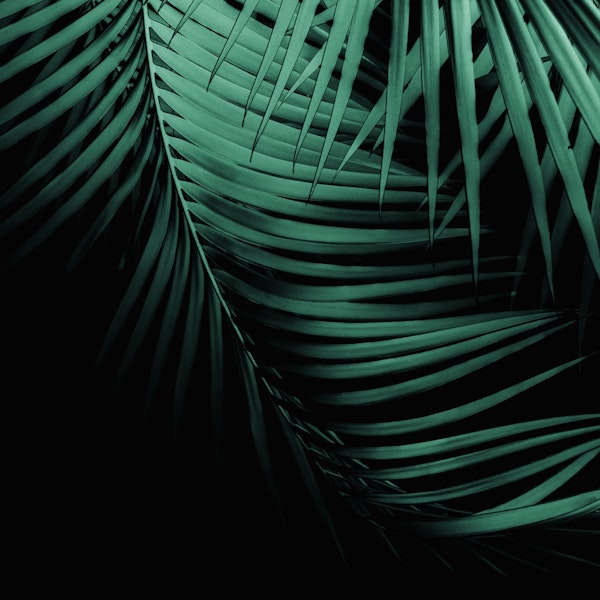 Palm Leaves Green Vibes 3