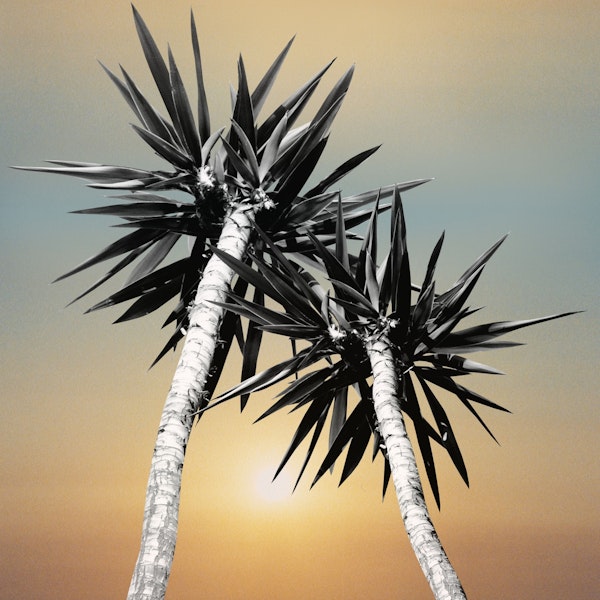 Cali Summer Vibes Palm Trees 1