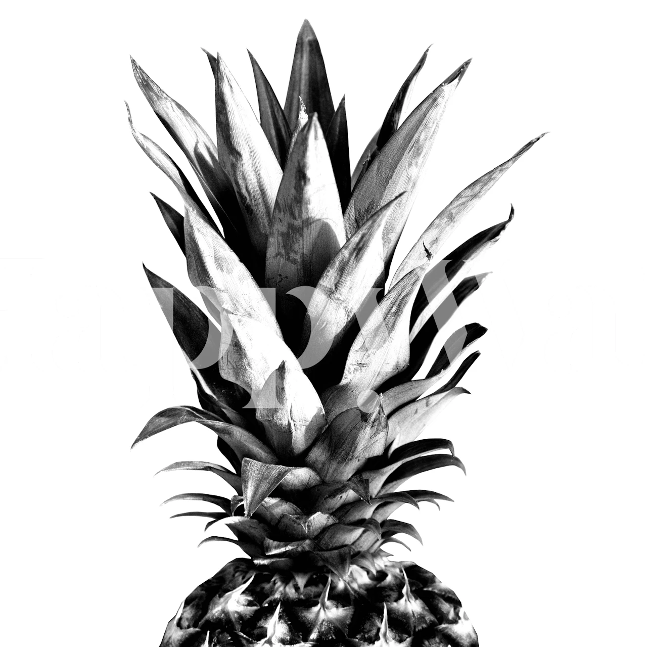 Black and white pineapple wall mural with detailed texture