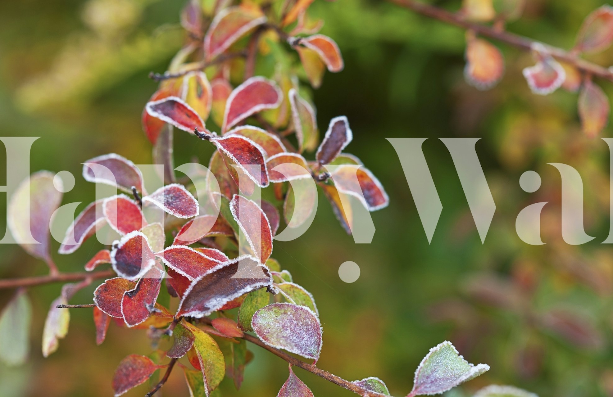 Colorful autumn tapet i ett rum