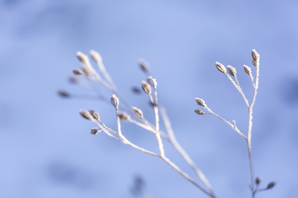 Frosty Plants Across Blue