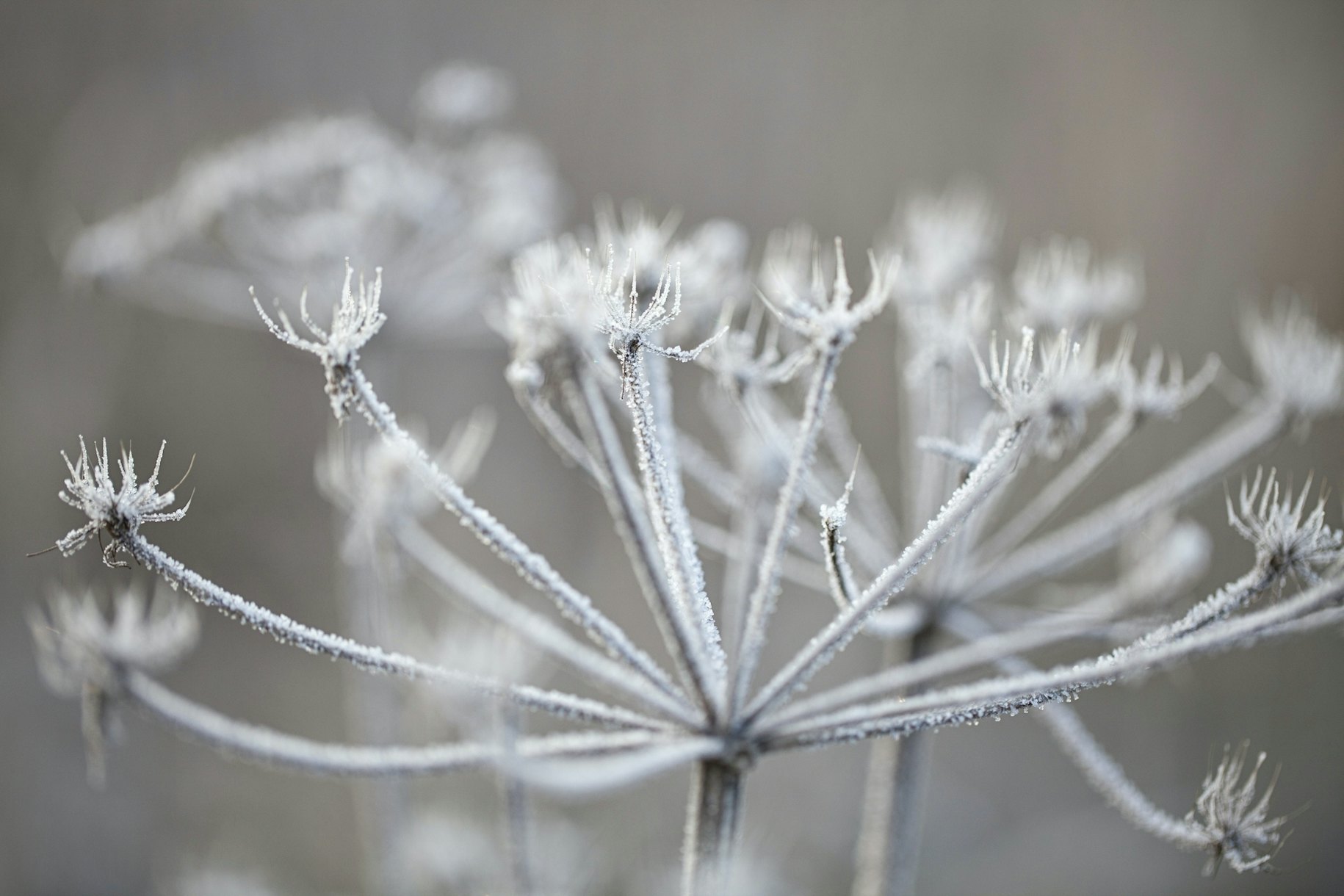 Bring Nature to Your Home with Frosty Plant Wallpaper - Happywall