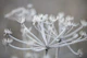 Frosty Plant