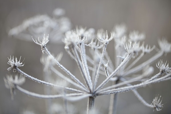 Frosty Plant