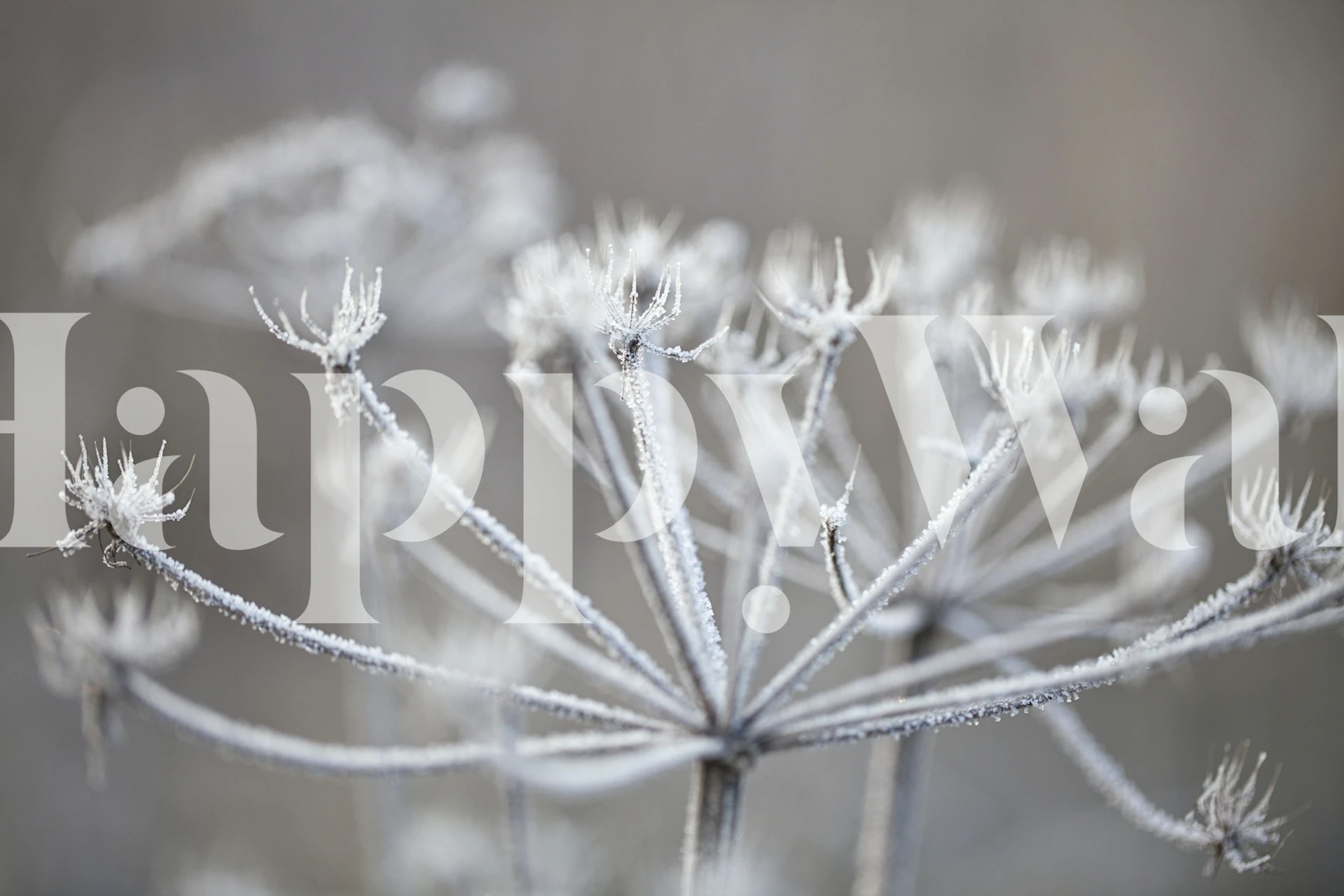 Frosty Plant tapet i ett rum