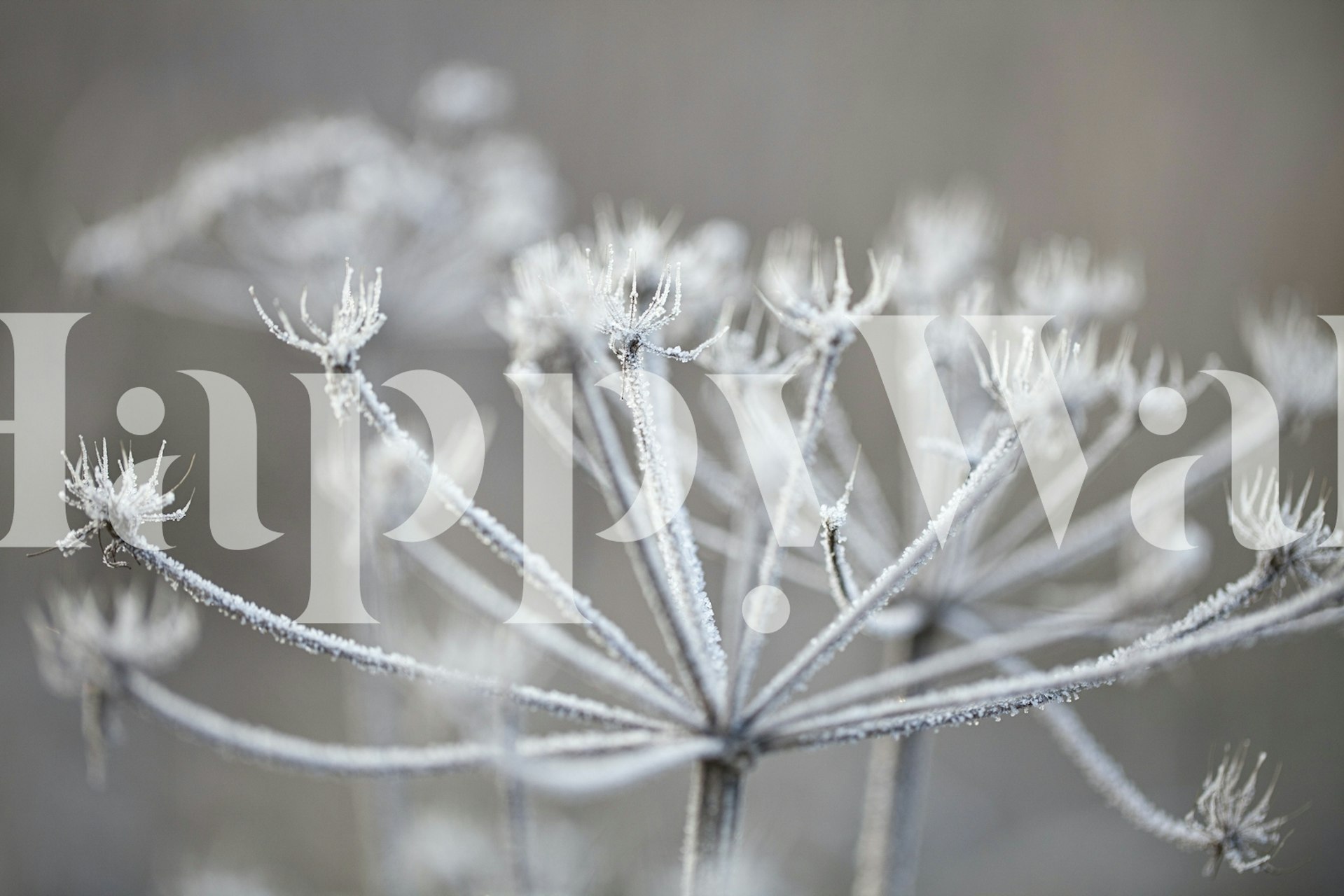 Frosty plant wallpaper in a room setting