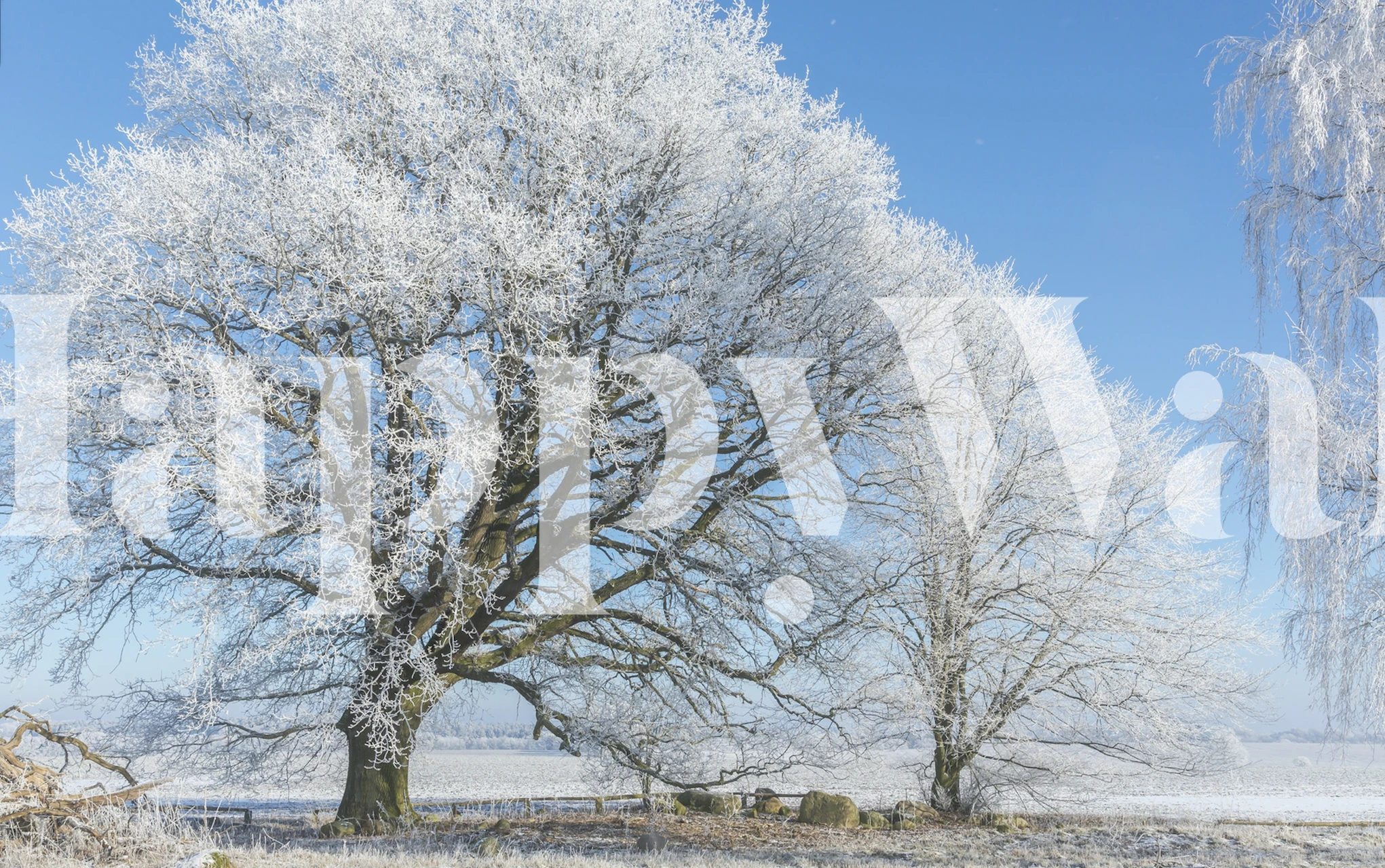 Vintrigt landskap tapet med frostiga träd