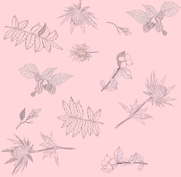 Botanical hand drawn findings