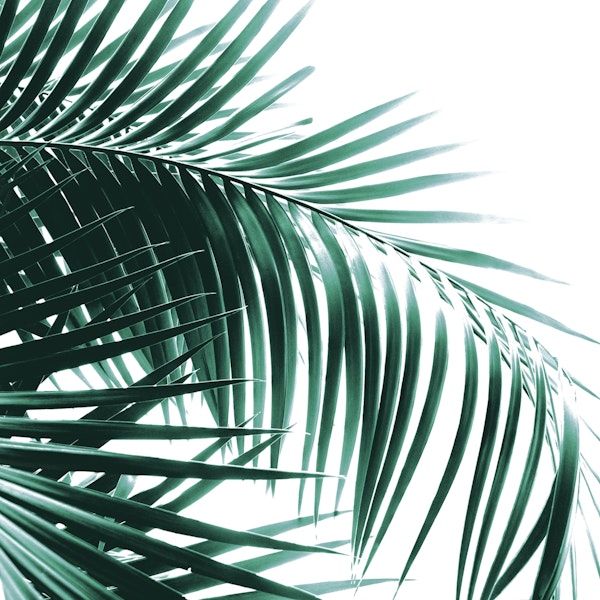 Palm Leaves Green Vibes 8