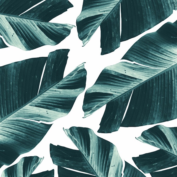 Tropical Banana Leaves Vibes 2