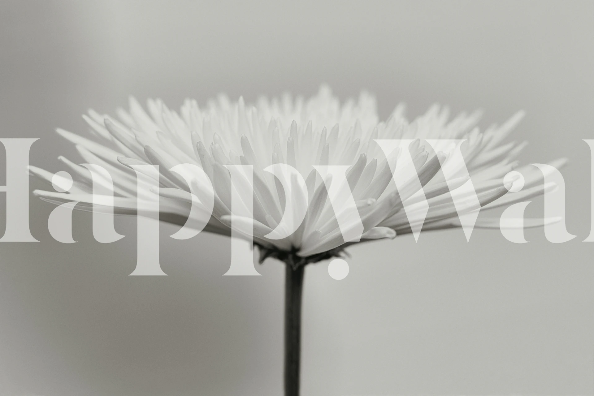 Single white bloom floral design on soft background wallpaper