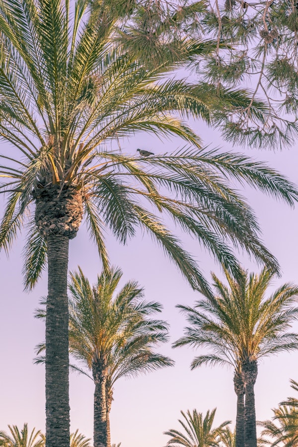 Tropical palm tree forest