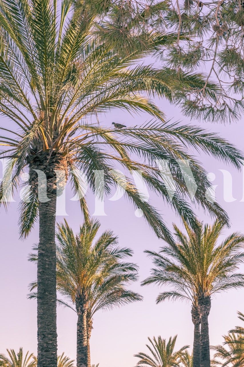 Tropical palm trees against a pastel sky wallpaper