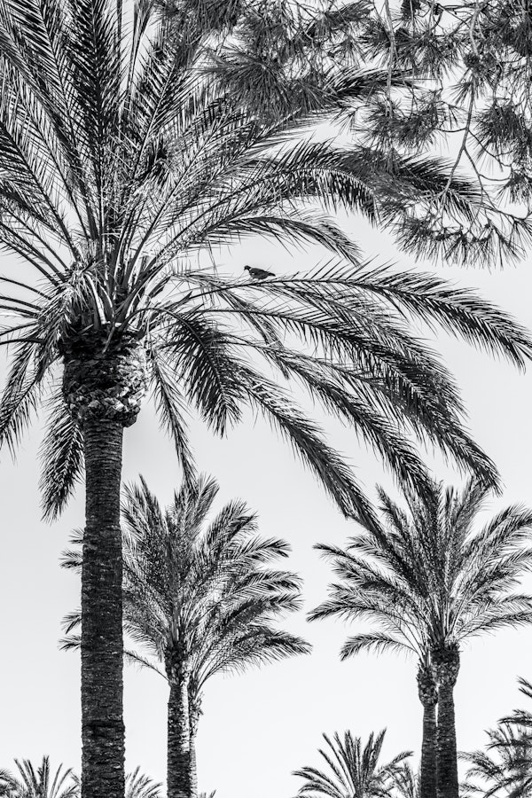 Tropical forest palm trees