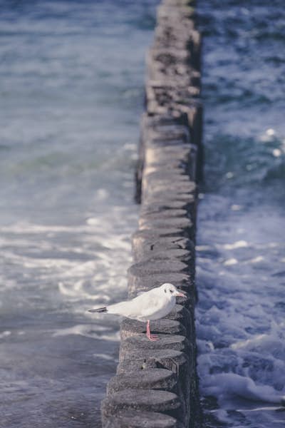 Τοιχογραφία