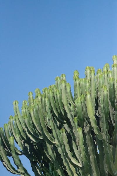 Τοιχογραφία