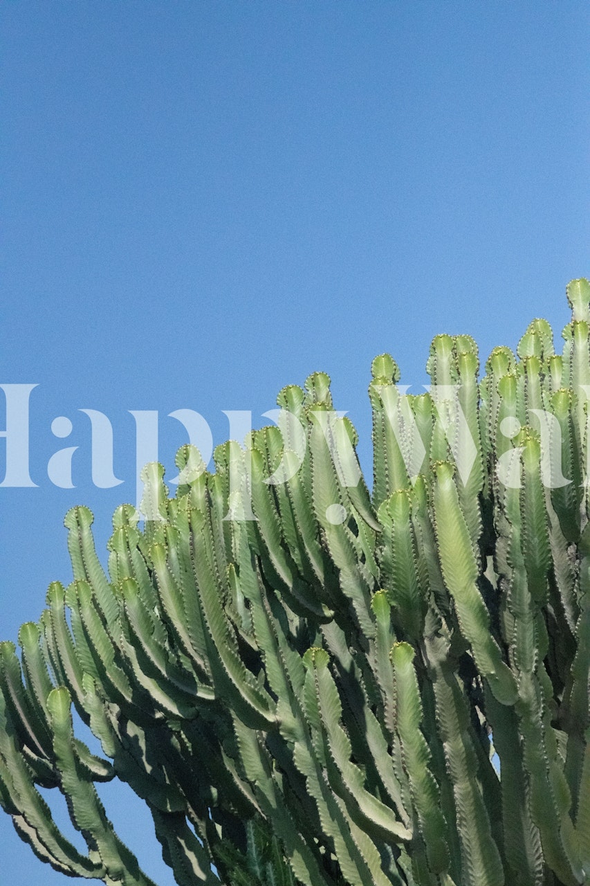 Cacti Dream 1 wall mural showing a serene cactus garden under a clear blue sky