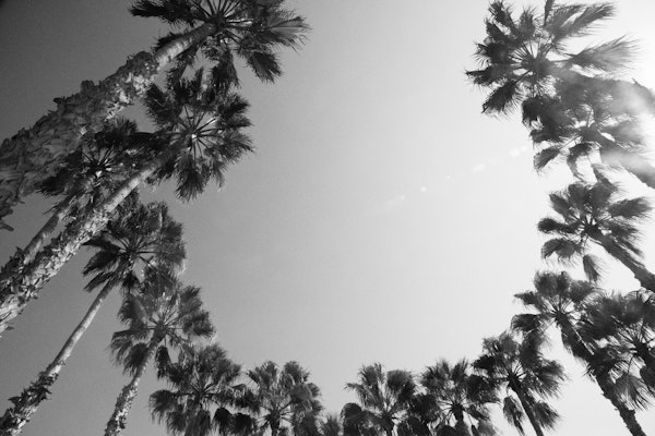 Palm Trees BW Vibes 1