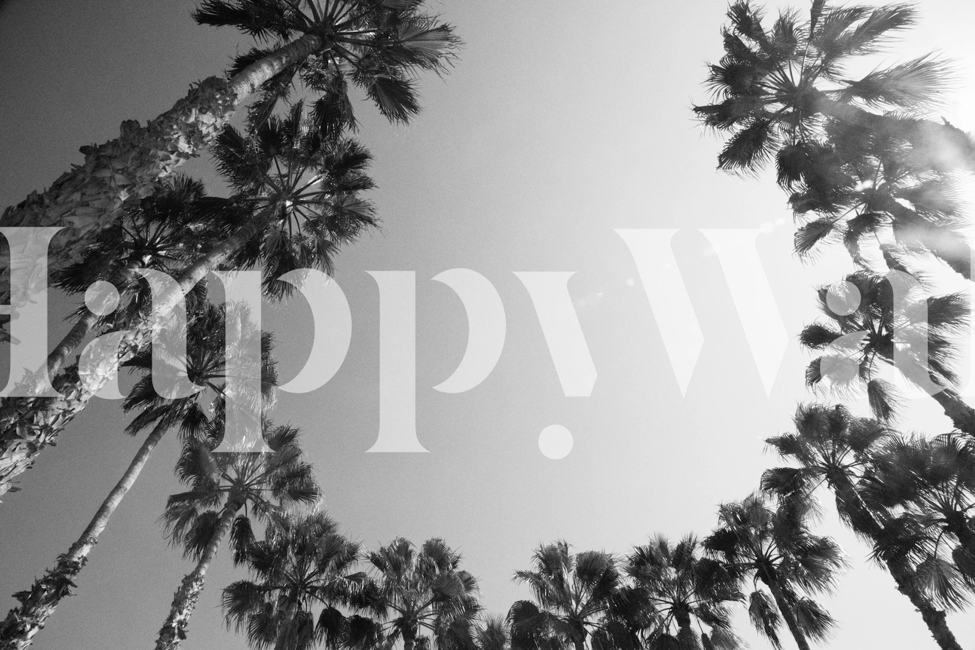 Black and white palm trees silhouetted against a clear sky wallpaper