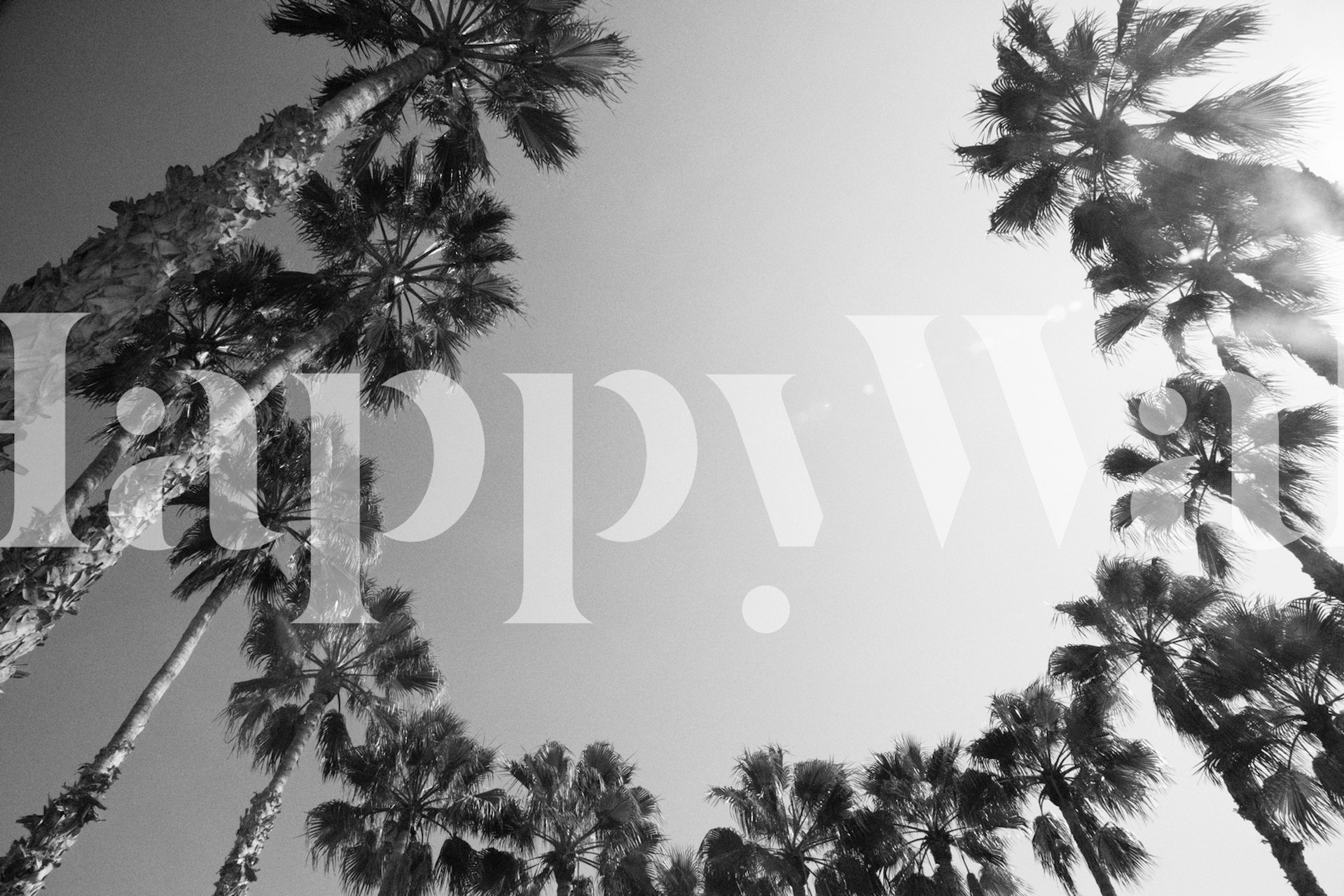 Black and white palm trees silhouetted against a clear sky wallpaper