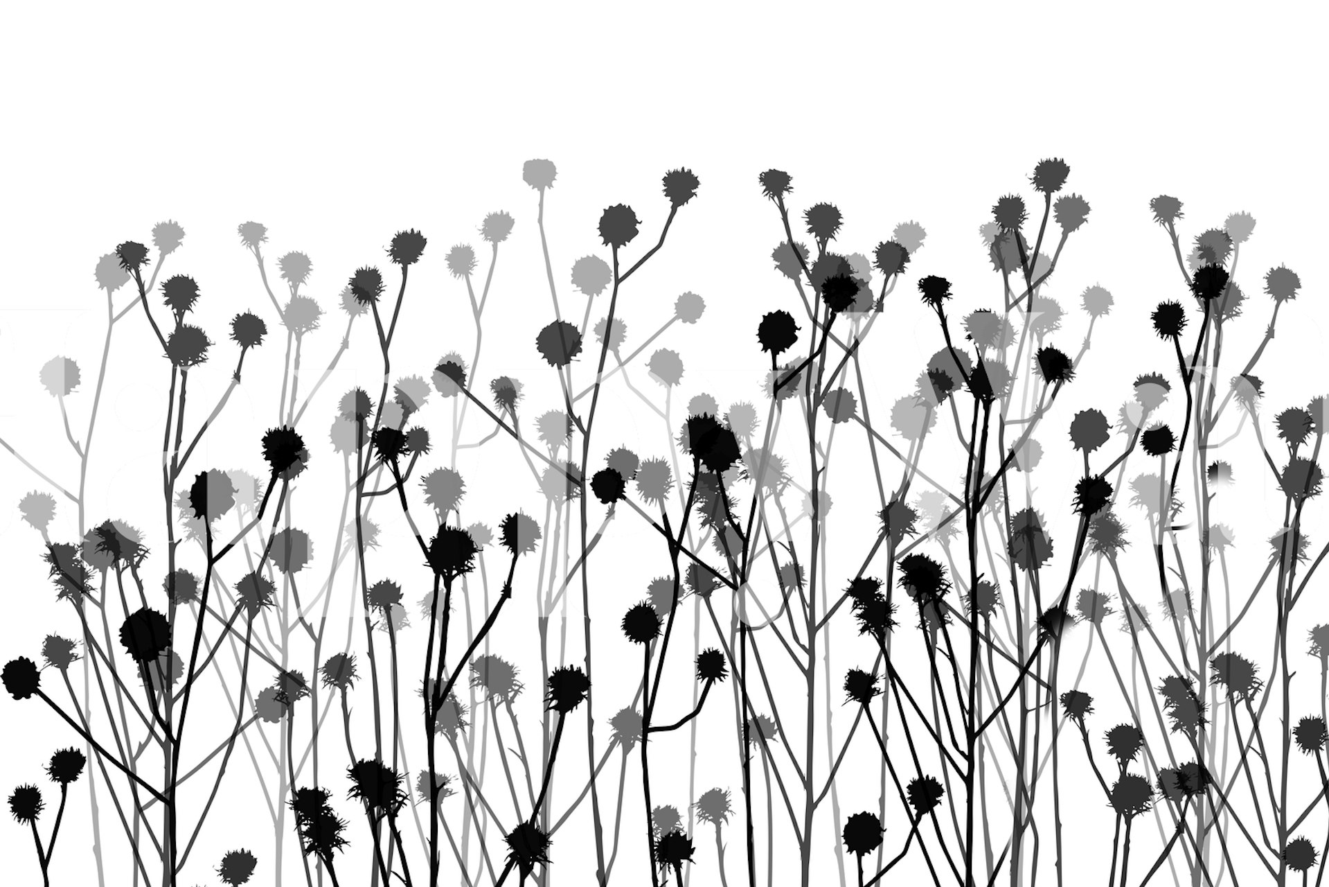 Minimalistic Botany White tapeta v místnosti