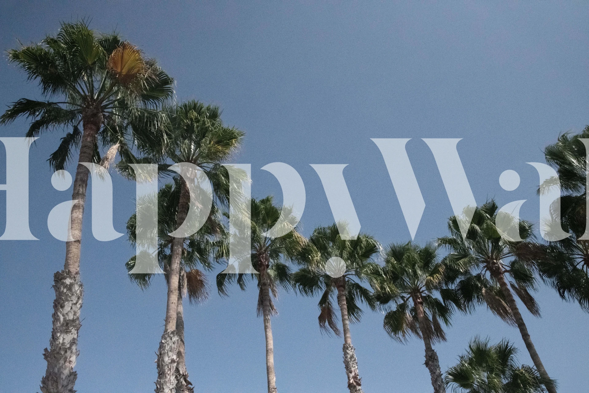 Palm trees wallpaper in a room setting