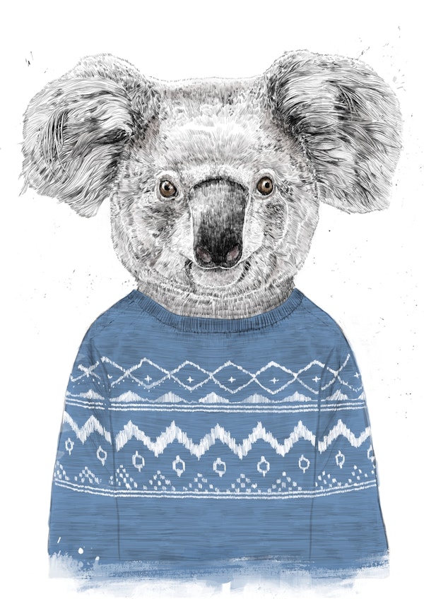 Winter koala