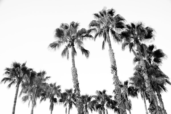Palm Trees BW Vibes 2