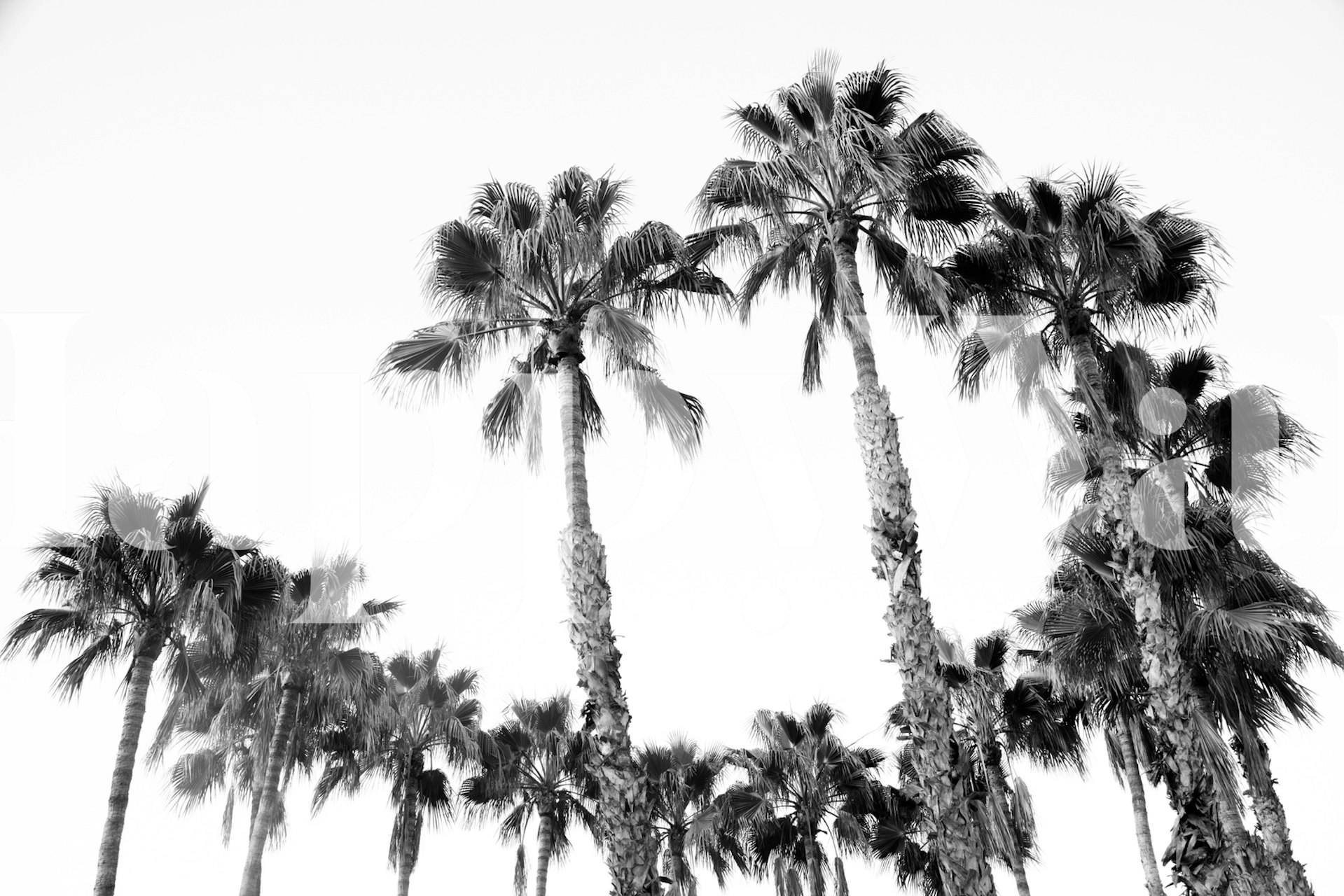 Black and white palm tree wallpaper design with tropical vibes