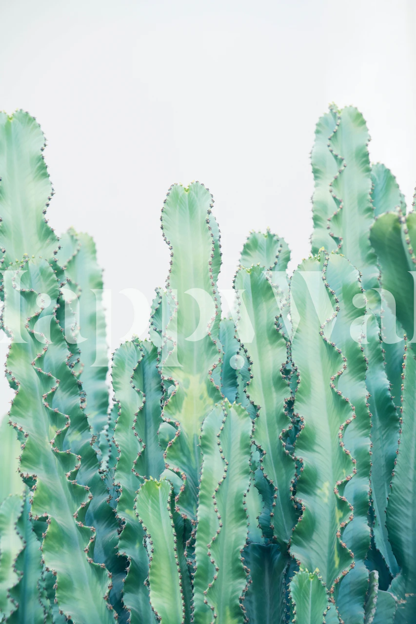 Cacti Dream 2 papel de parede exibido em um quarto