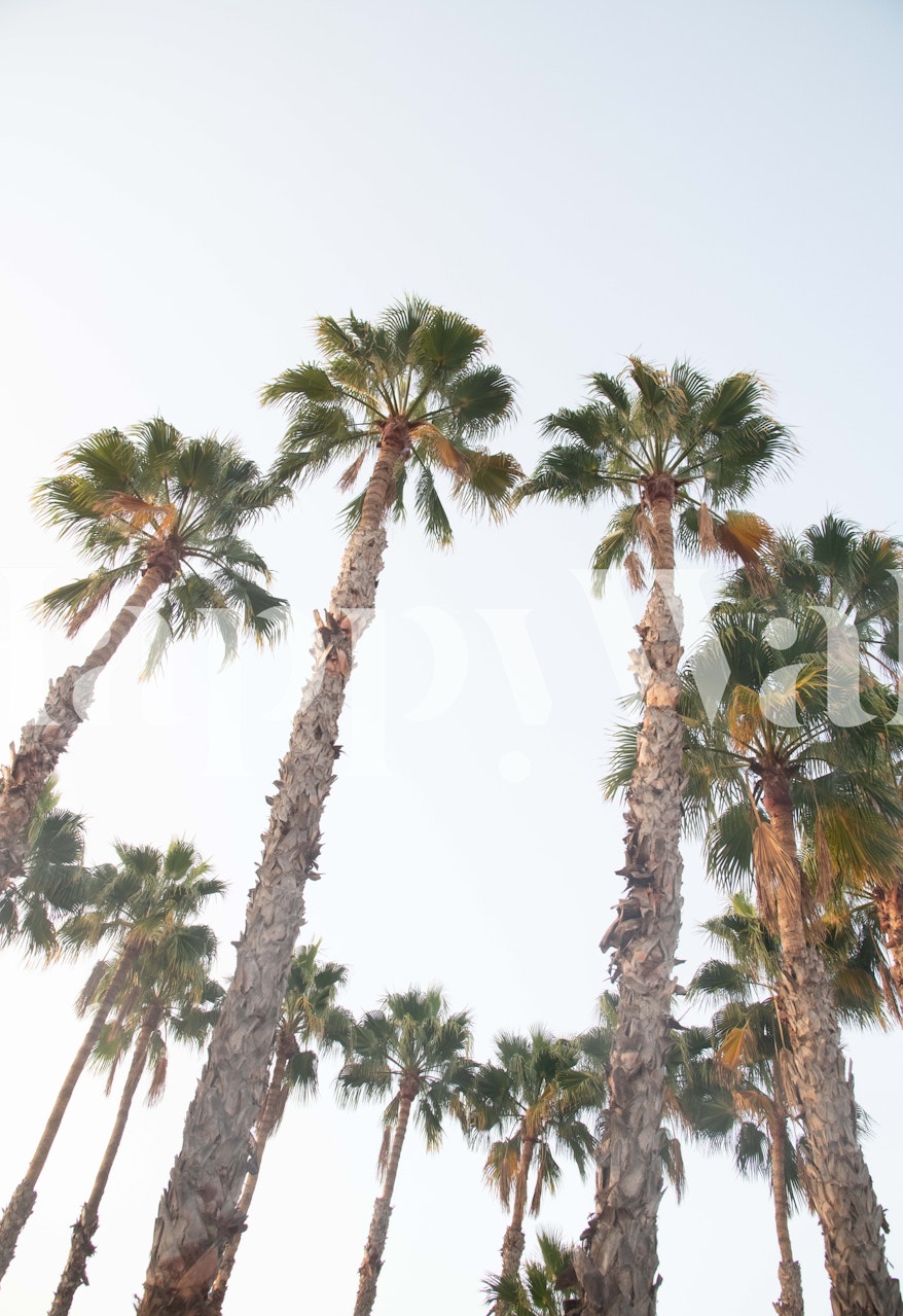Palm trees wallpaper in a room