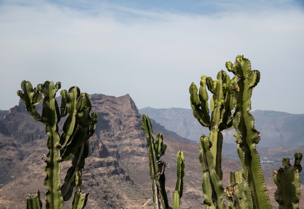 Cacti Mountain Dream 1