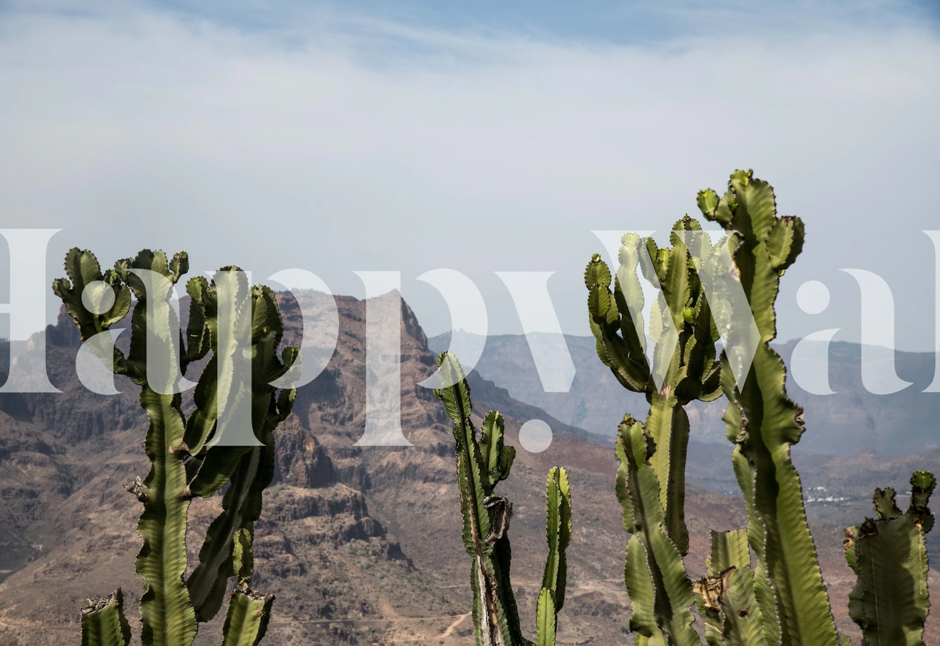 Cacti před horami design tapety