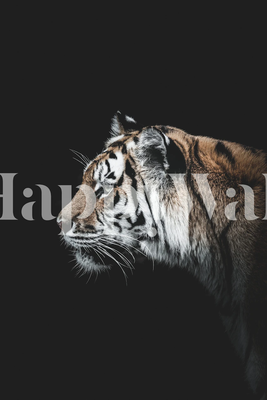 Close-up of a tiger's face on black background wallpaper