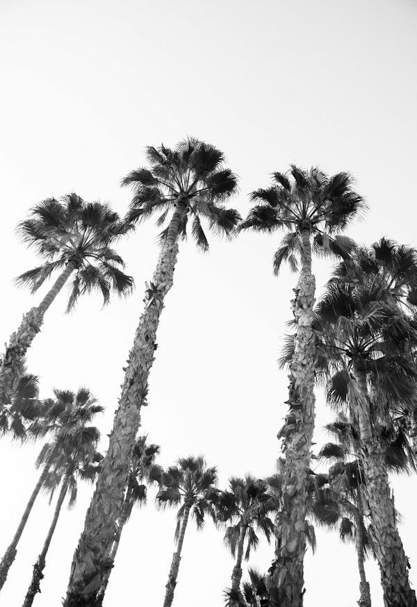 Palm Trees Black White Vibes 3