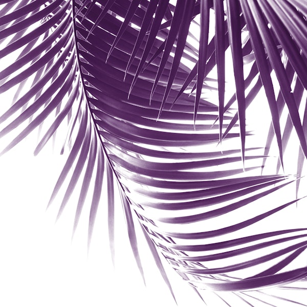 Palm Leaves Purple Vibes 1