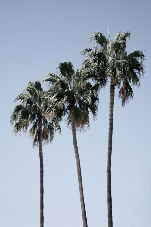 Palm Trees Dream 3