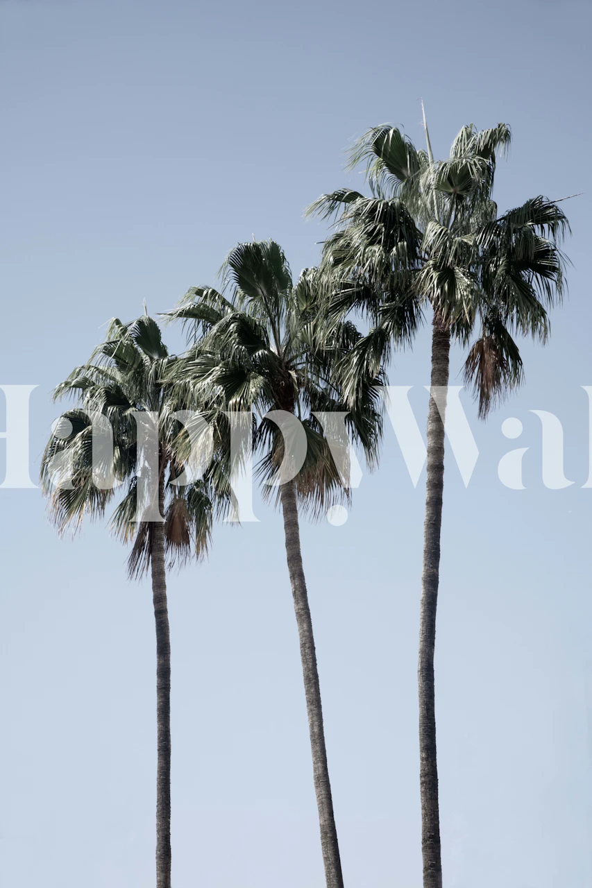 Palm Trees Dream 3 zidna slika koja prikazuje visoke palme na plavom nebu