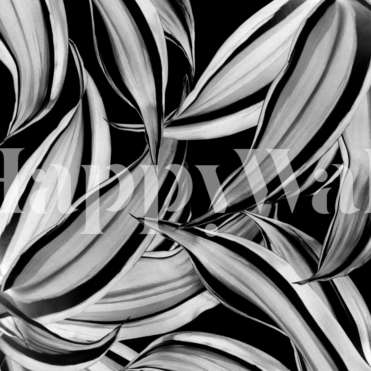 Monochrome dracaena leaves wallpaper design